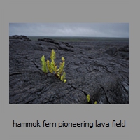 hammok fern pioneering lava field
